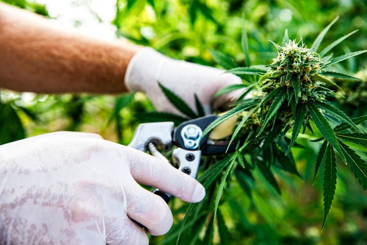 when to harvest cannabis