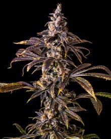 Buy Animal Mints Feminized Cannabis Seeds