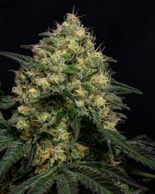 Buy Black Runtz Feminized Cannabis Seeds