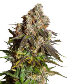 Buy Gary Payton Feminized Cannabis Seeds
