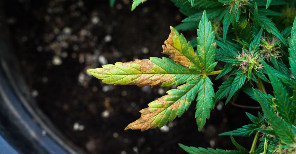Marijuana plant with yellowing leaves indicating nutrient deficiency