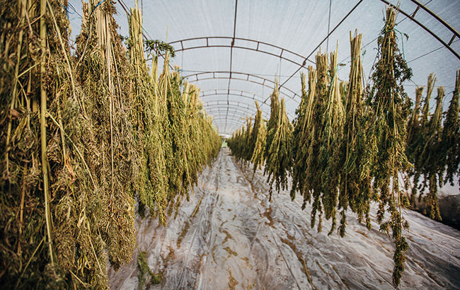 drying cannabis