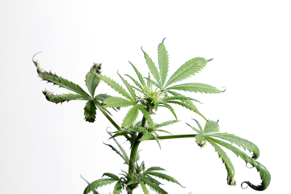 Unhealthy cannabis plant with curling leaves