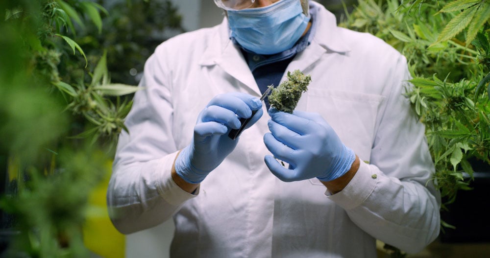 Person in lab coat observing cannabis bud up close