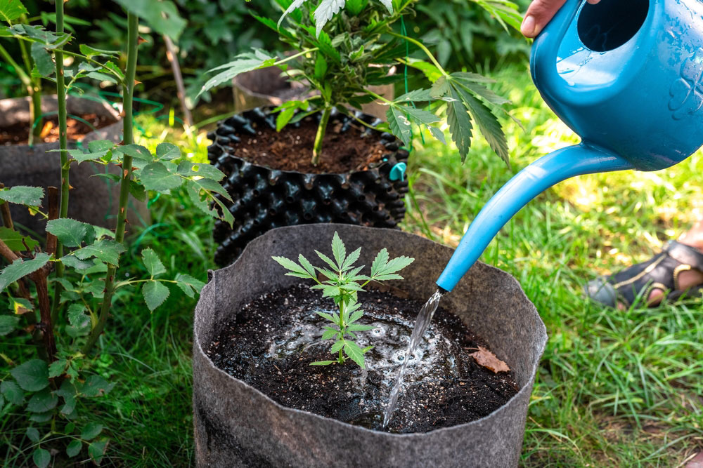 Cannabis plant in pot getting watered