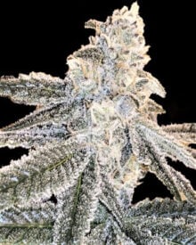 buy white truffle strain feminized cannabis seeds