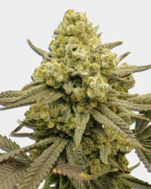 Buy Zoap Feminized Cannabis Seeds