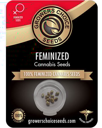 get-best-Feminized-marijuana-seeds-Cherry-Runtz
