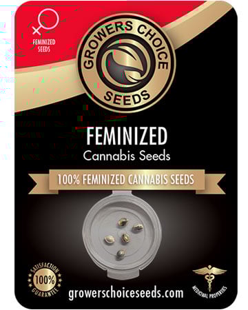Buy Jealousy Cannabis