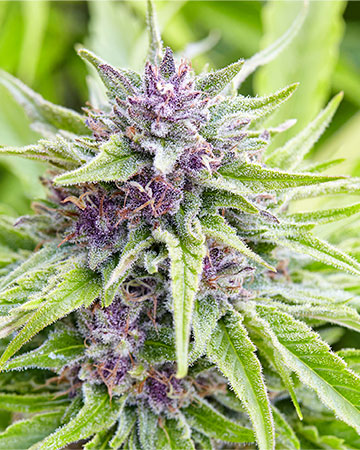 Buy Jealousy Cannabis