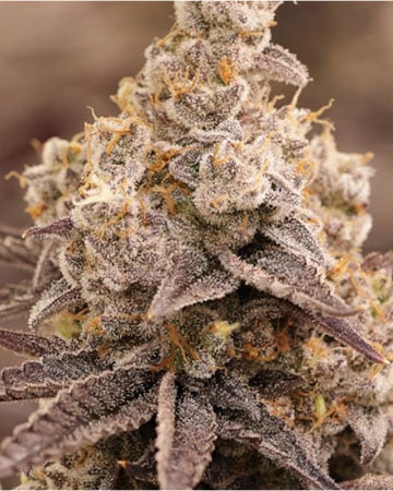 Buy Oreoz Strain
