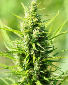 Buy Gorilla Glue