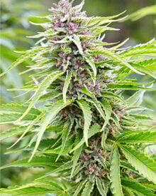 Buy Jealousy Feminized Cannabis Seeds