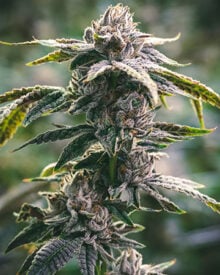 shop-premium-Jokerz-Cannabis-Seeds