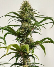 shop-premium-Rainbow-Belts-Seeds
