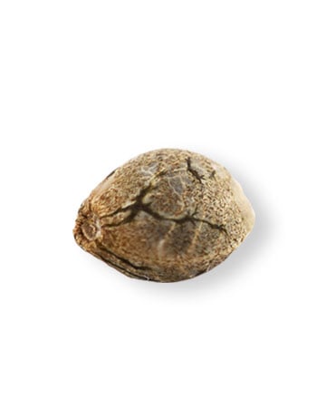 shop-your-choice-weed-seeds-Oreoz