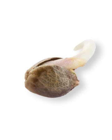 shop-your-choice-weed-seeds-White-truffle