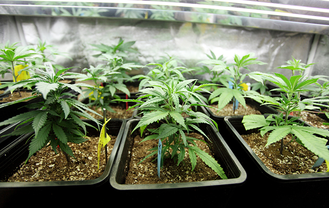 how to grow weed seeds