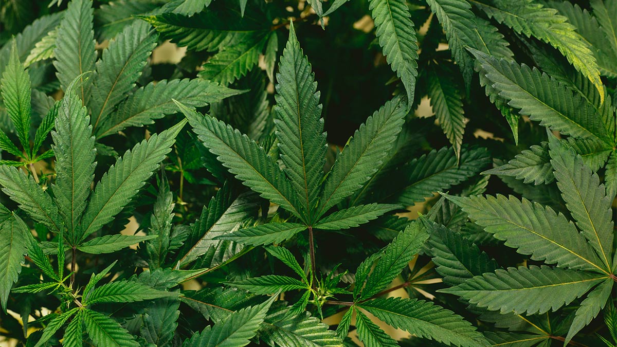 excellent weed plants leaves