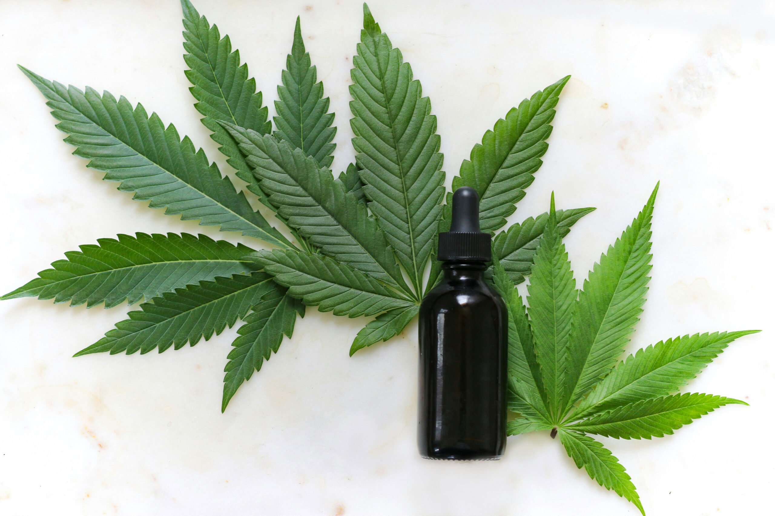 Green cannabis plant with purple hairs