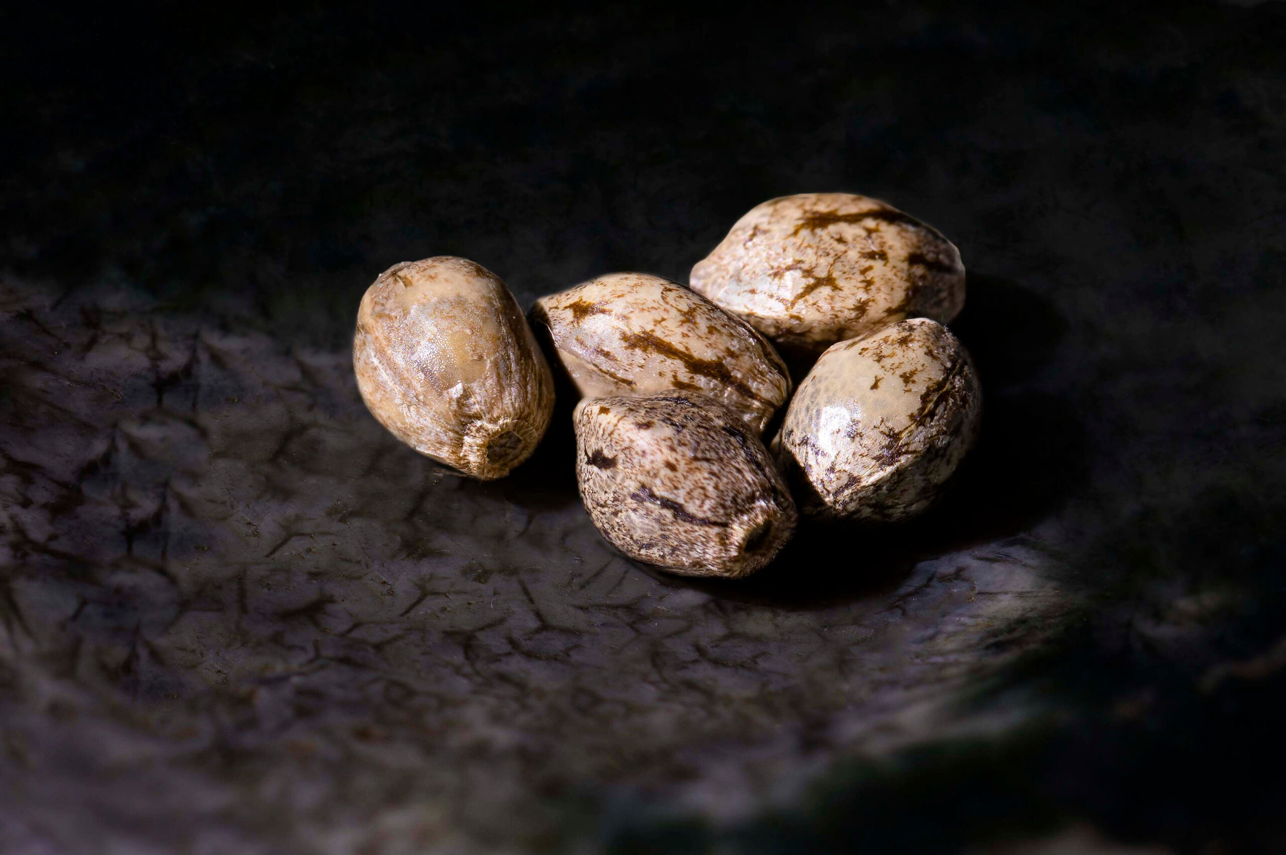 where to buy marijuana seeds