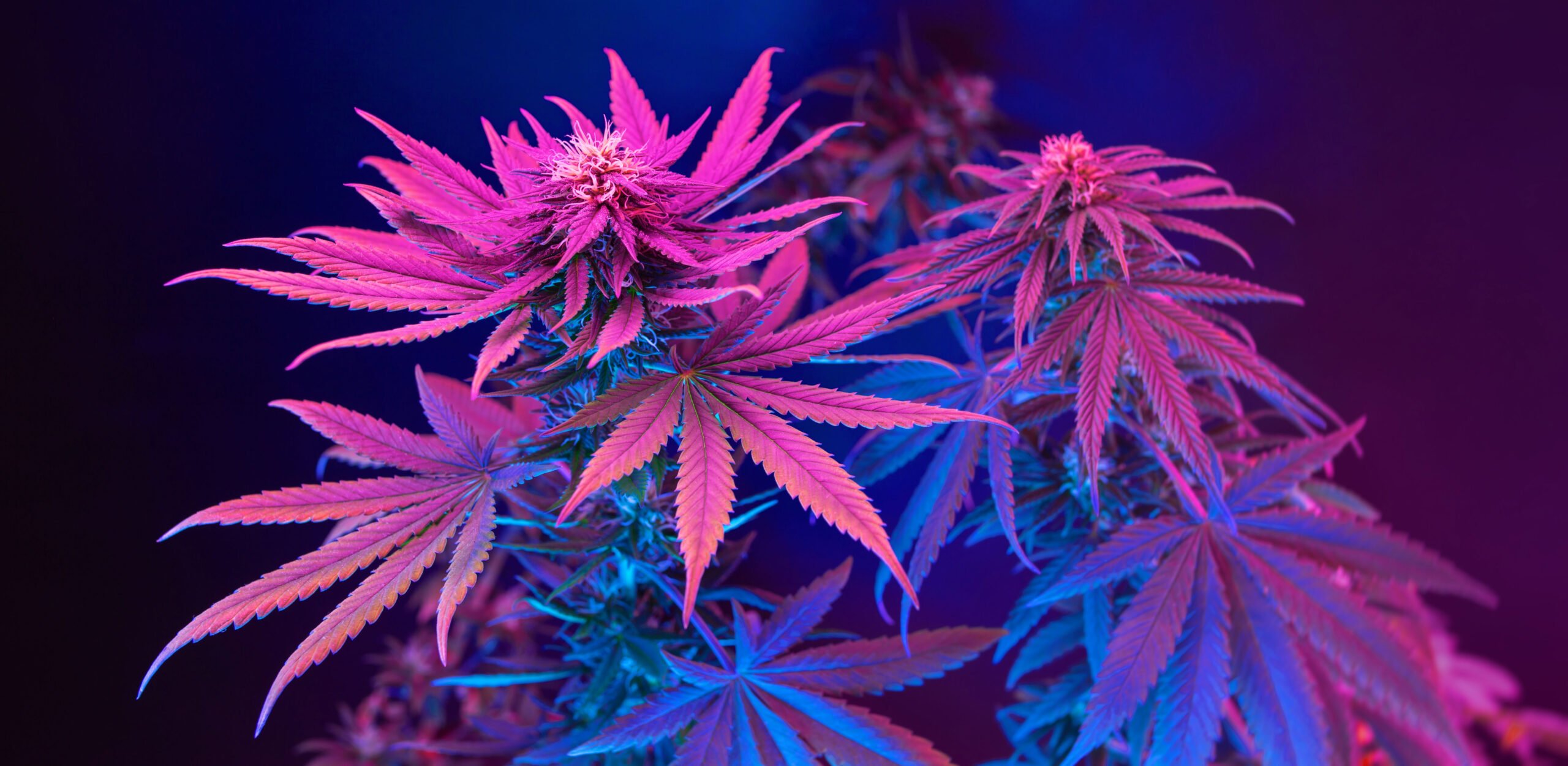 legal states legal states