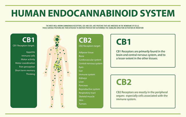 Human Endocannabinoid System - Endocannabinoid System horizontal infographic illustration