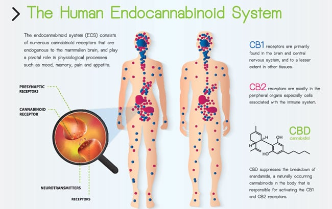 the human endocannabinoid system infographic on white background.