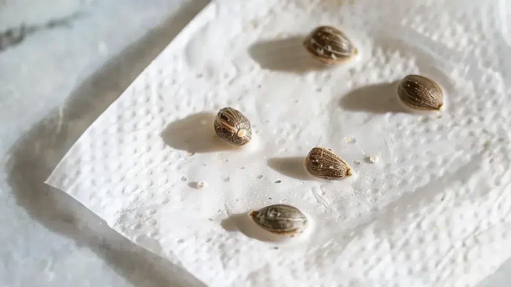 germination in paper towels