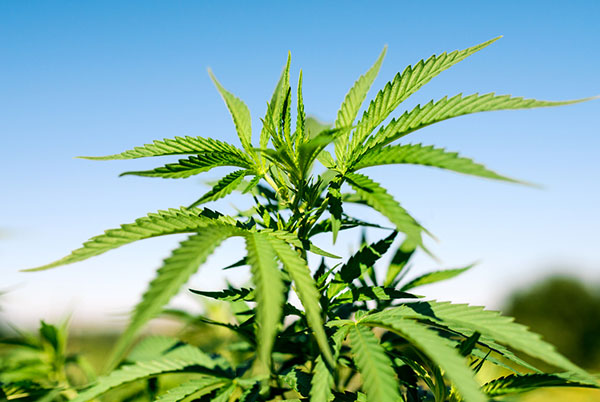 A close of a cannabis plant in an outdoor set-up