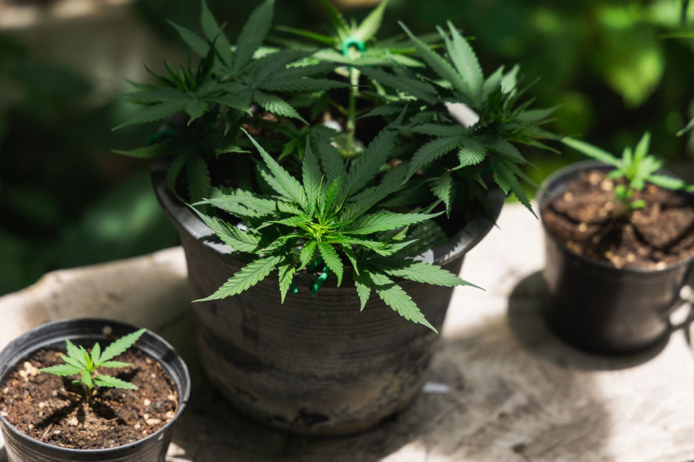 A close up of A marijuana plant with sunlight