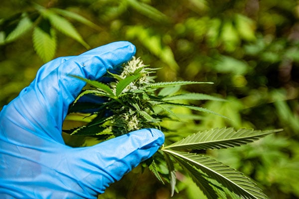 A close-up of a person holding a marijuana plant