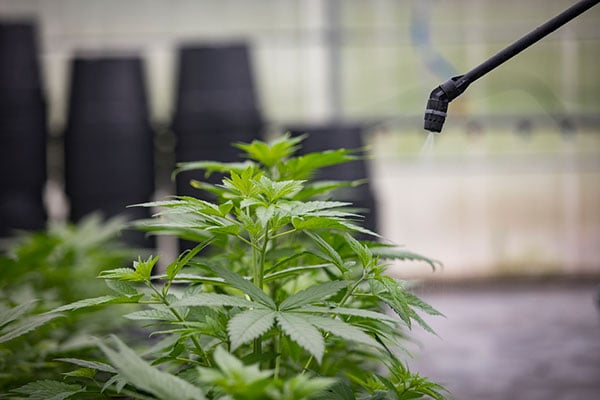 A close up of a person spraying a marijuana plant