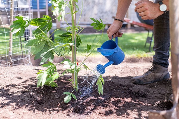 A close-up of a person watering a marijuana plant
