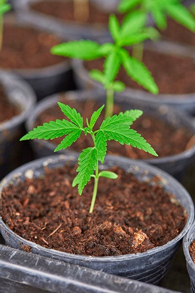 A close-up of a young cannabis plant in arkansas