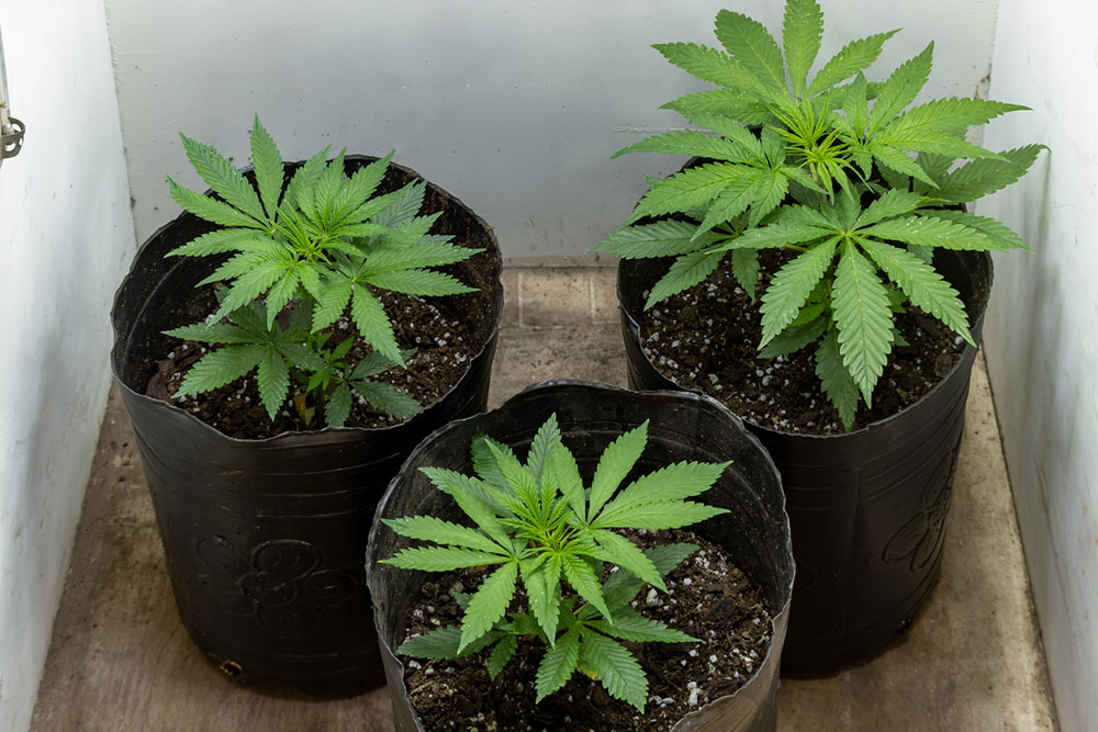 A close up of cannabis plants grown indoors