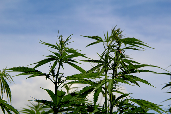 A close up of cannabis plants outdoors