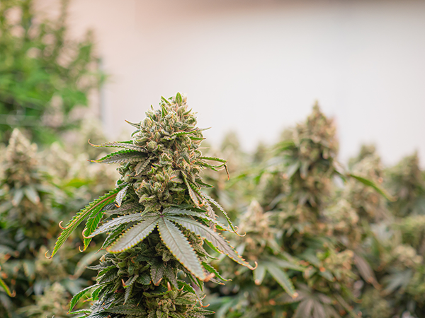A close up of cannabis plants ready for harvest in georgia