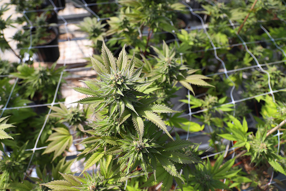 A close-up of marijuana plants in a greenhouse