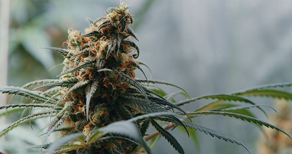 A closeup of a mature cannabis plant