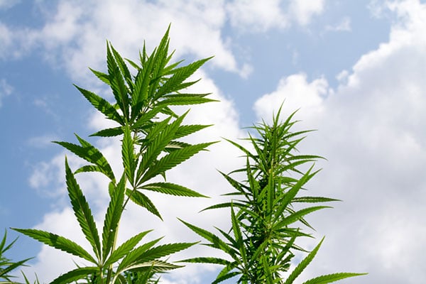 A closeup of outdoor marijuana plants in south carolina