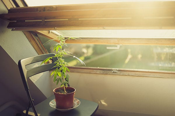 A marijuana plant grown indoors
