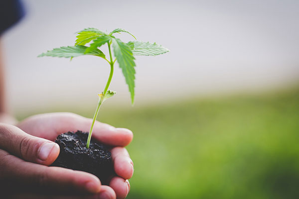 A person holding a young marijuana plant
