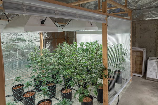 A setup of marijuana plants grown indoors in kentucky