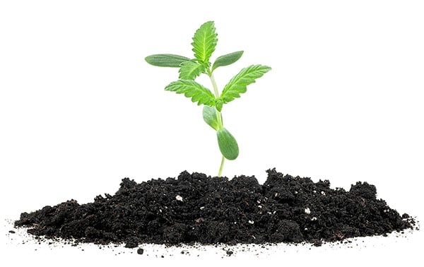 A young cannabis plant in a mound of soil