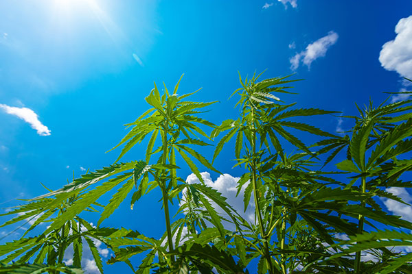 Cannabis plants growing outdoors in the open air