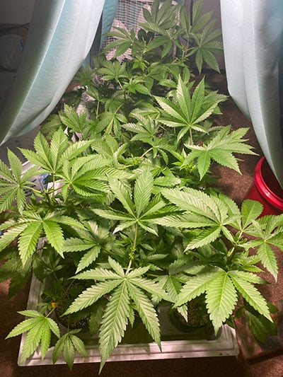 Cannabis plants in an indoor set up north carolina