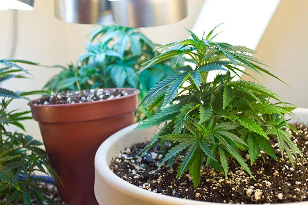 Cannabis plants in an indoor set-up