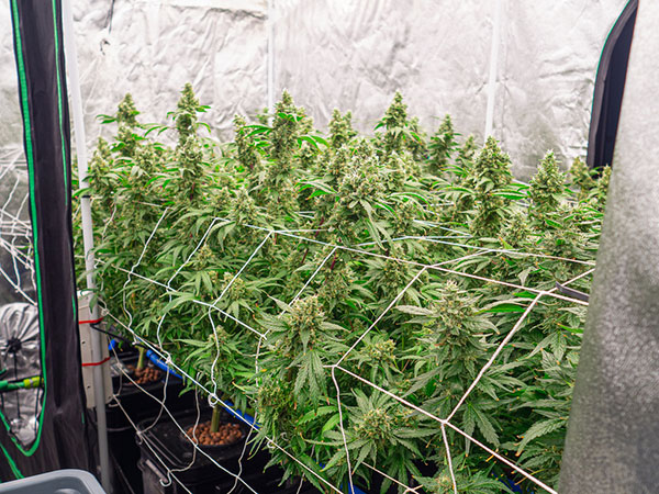Cannabis plants in an indoor setup