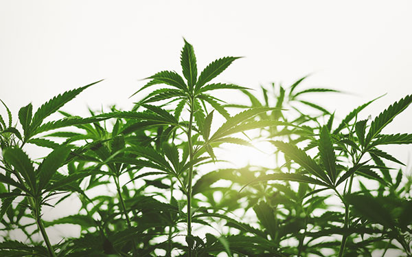 Cannabis plants in an indoor setup